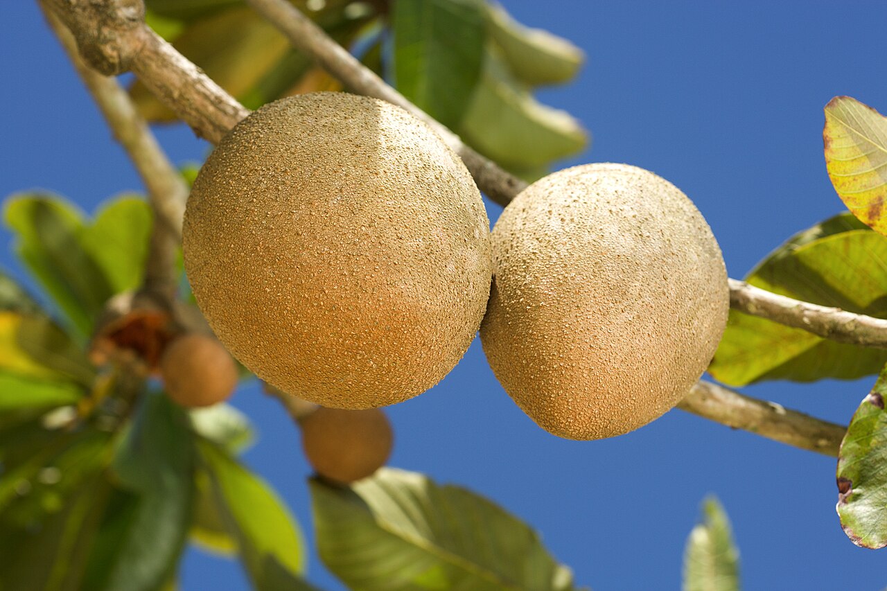Große Sapote – Pouteria sapota