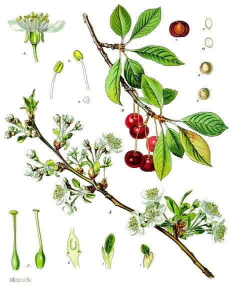 Sauer-Kirsche – Prunus cerasus