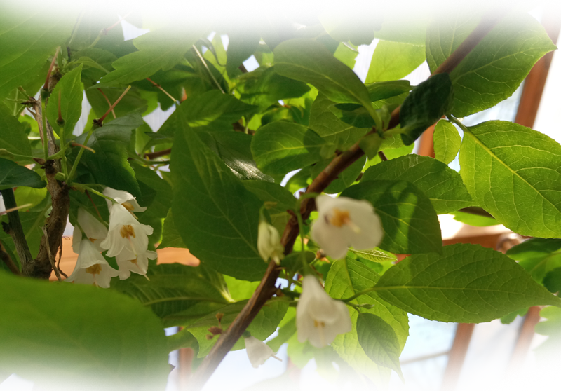 Schneeglöckchen-Baum – Halesia carolina