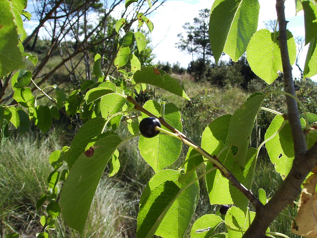 Felsenkirsche – Prunus mahaleb