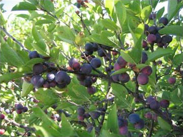 Beach plum – Prunus maritima