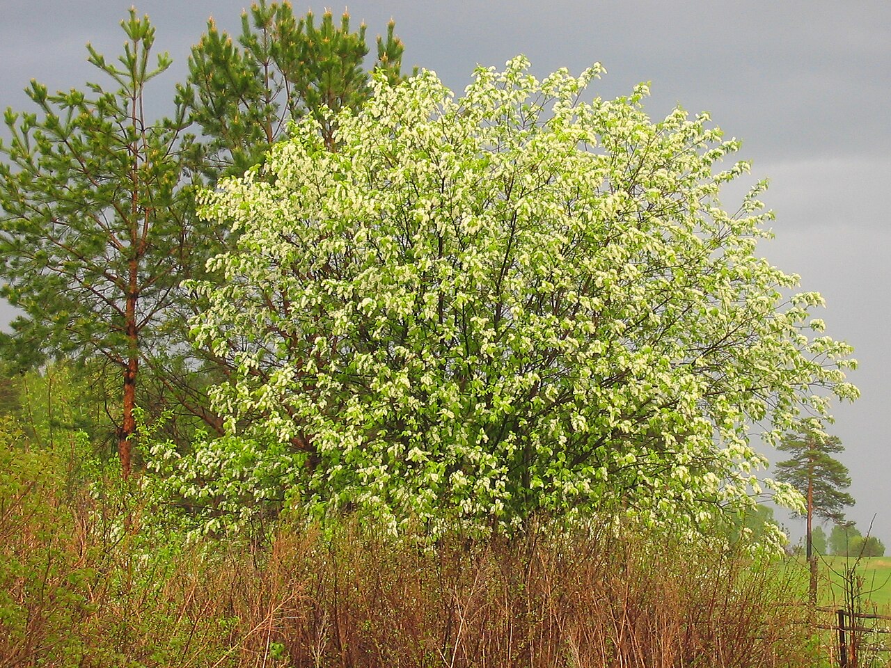 Bird cherry – Prunus padus