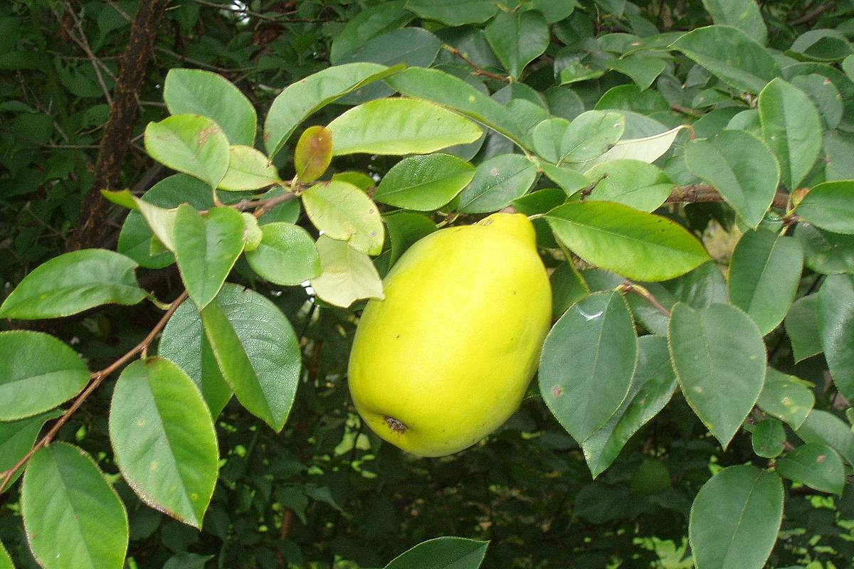 Chinese quince – Pseudocydonia sinensis