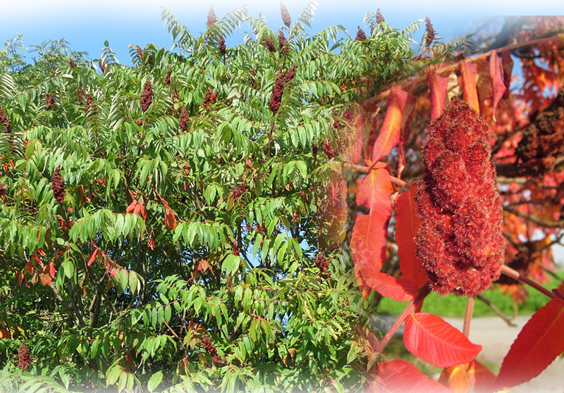 Staghorn sumac – Rhus typhina