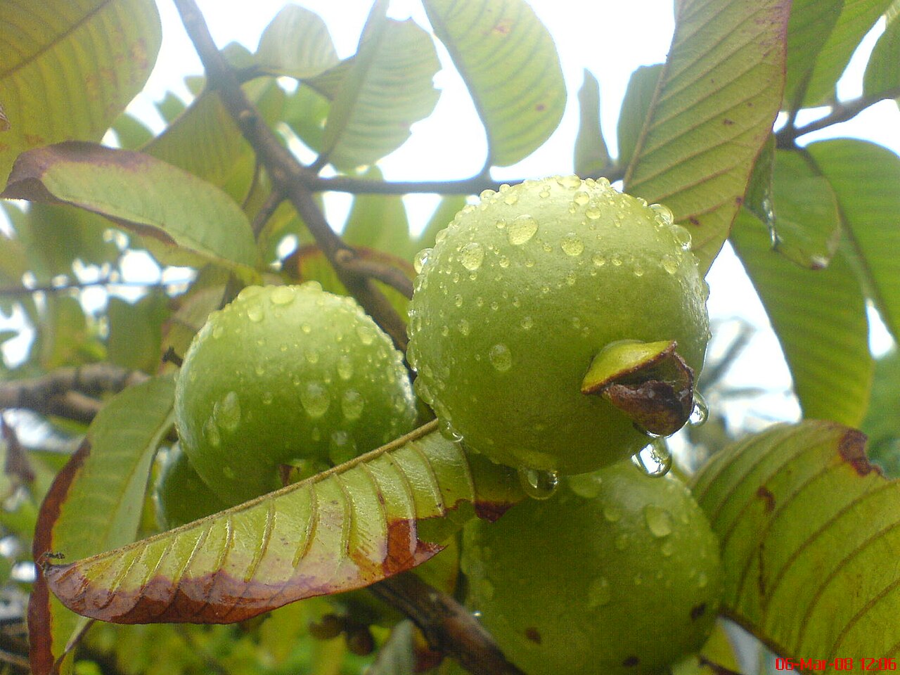 Guave – Psidium guajava