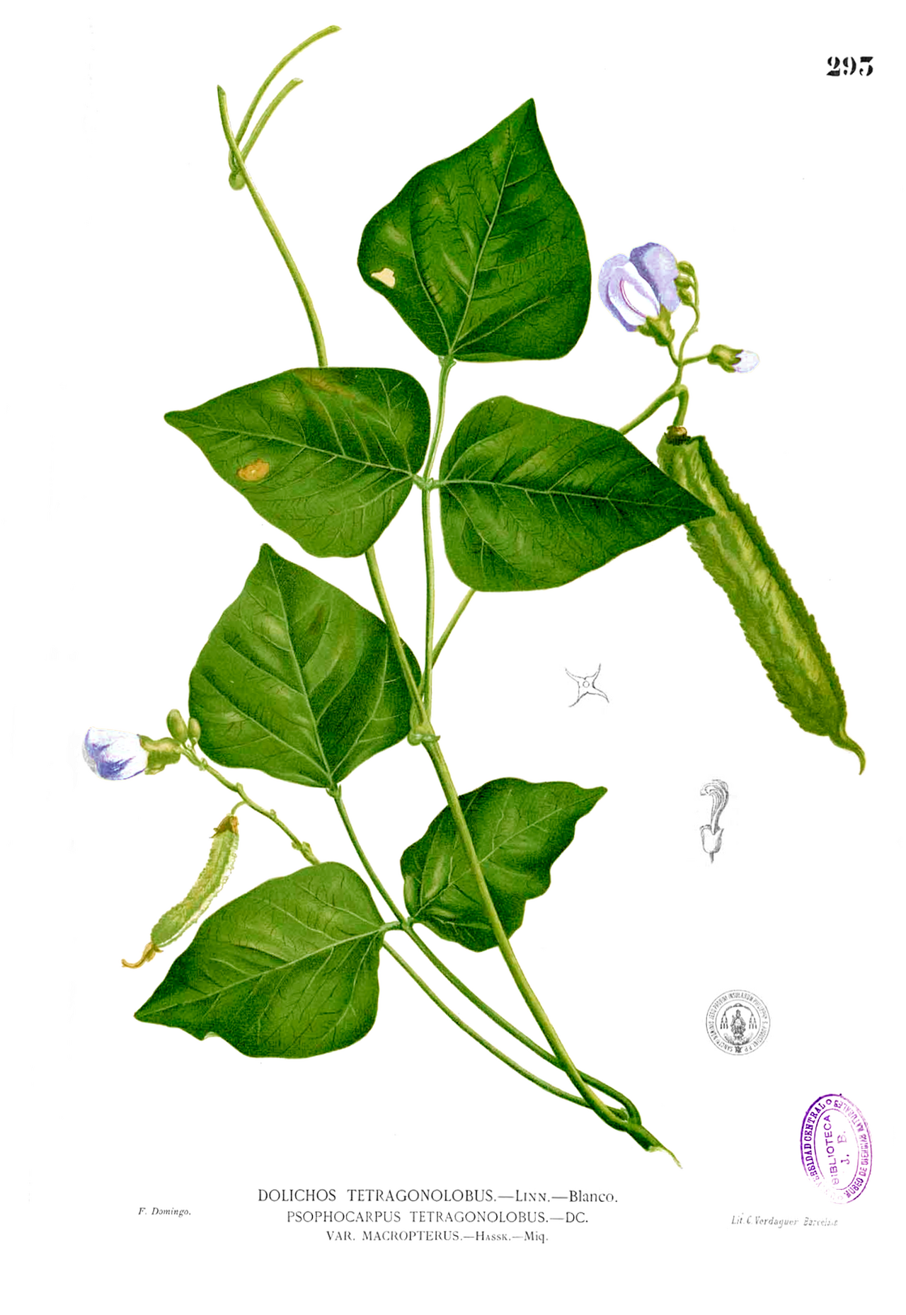 Flügelbohne – Psophocarpus tetragonolobus