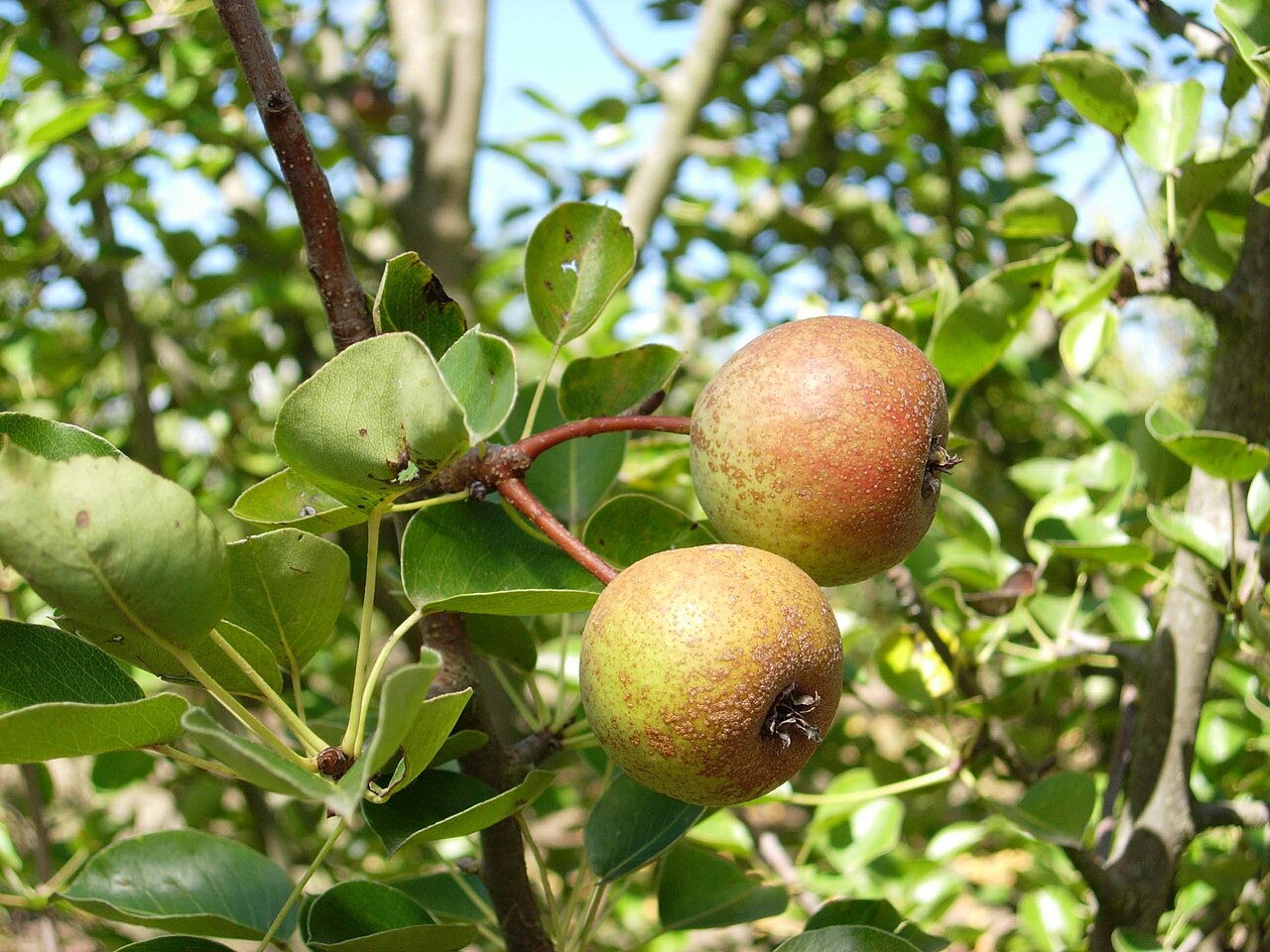 Himalayabirne – Pyrus pashia
