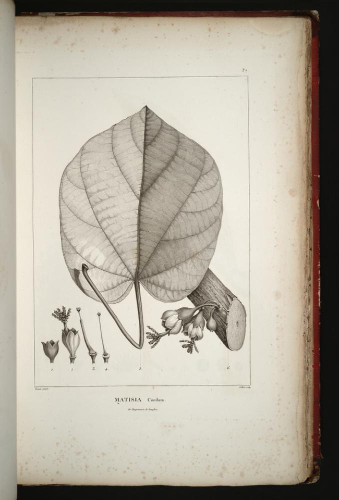 South American sapote – Quararibea cordata