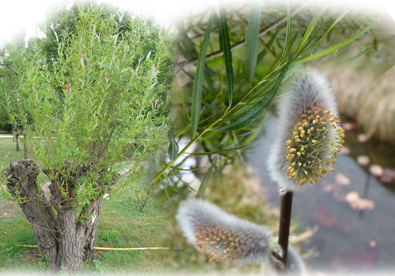 Korbweide – Salix viminalis