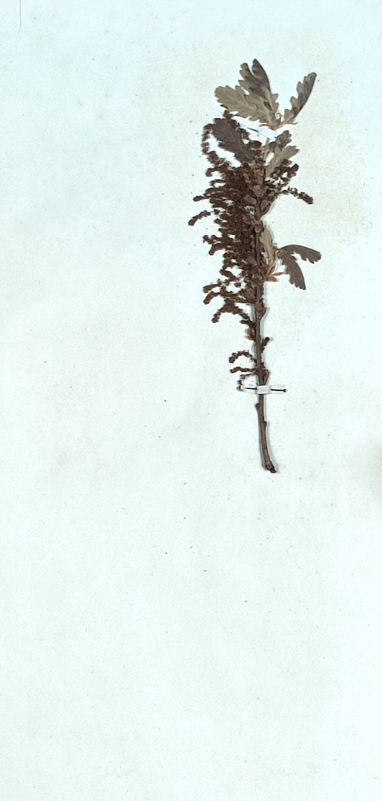 Turkey oak – Quercus cerris