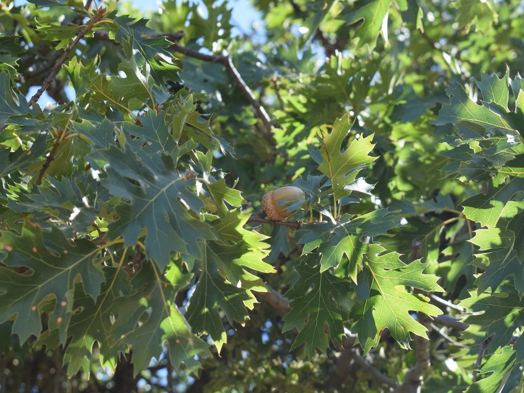 California black oak – Quercus kelloggi