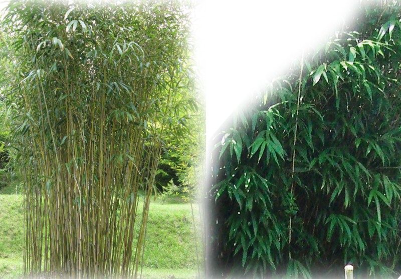 Japanischer Pfeilbambus – Pseudosasa japonica