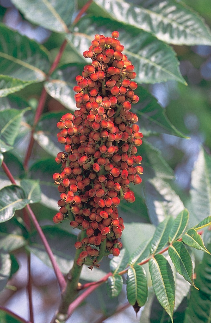 Smooth sumac – Rhus glabra