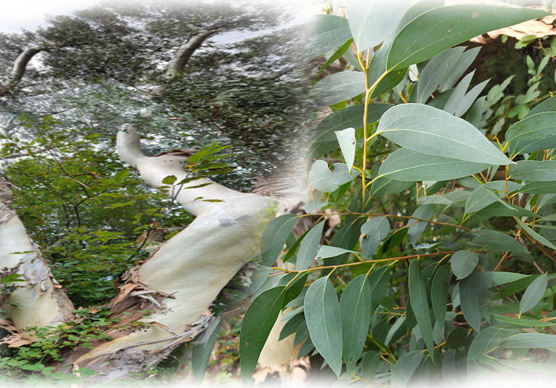 Schnee-Eukalyptus – Eucalyptus niphophila