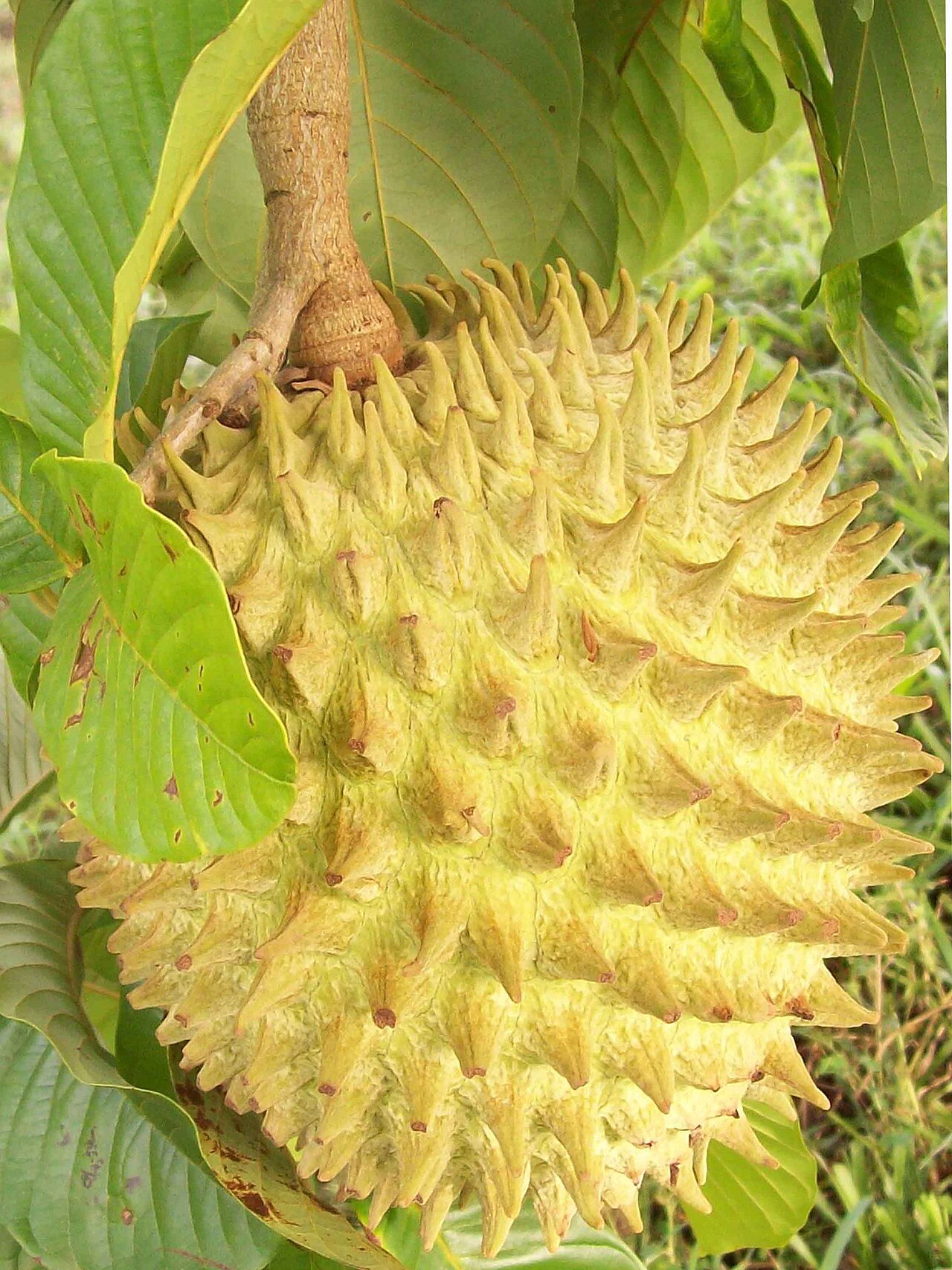 Biriba – Rollinia mucosa
