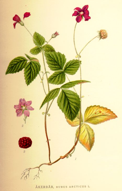 Arctic raspberry – Rubus arcticus