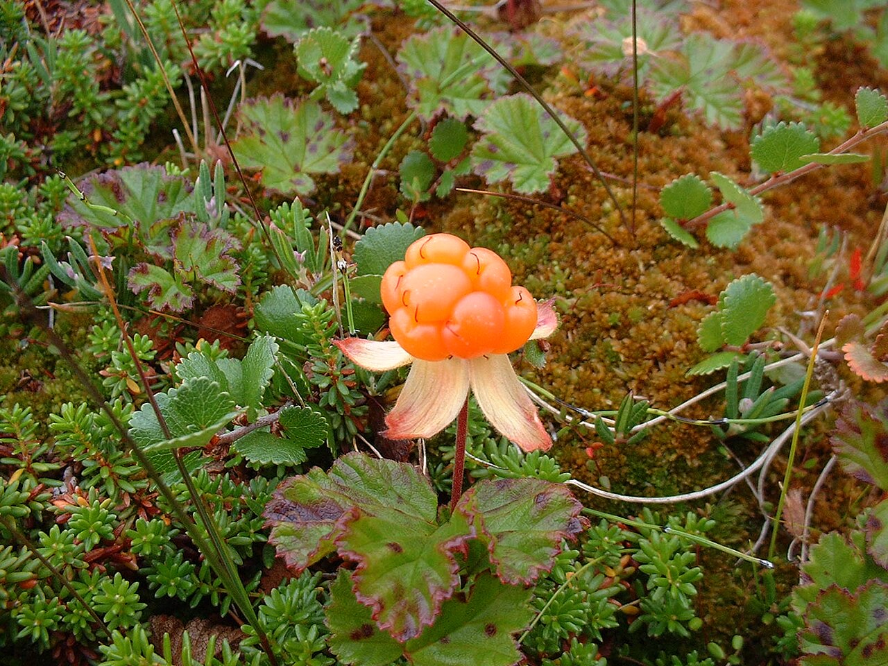 Moltebeere – Rubus chamaemorus