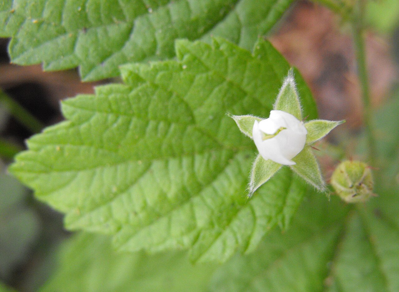 Blackcap raspberry – Rubus leucodermis