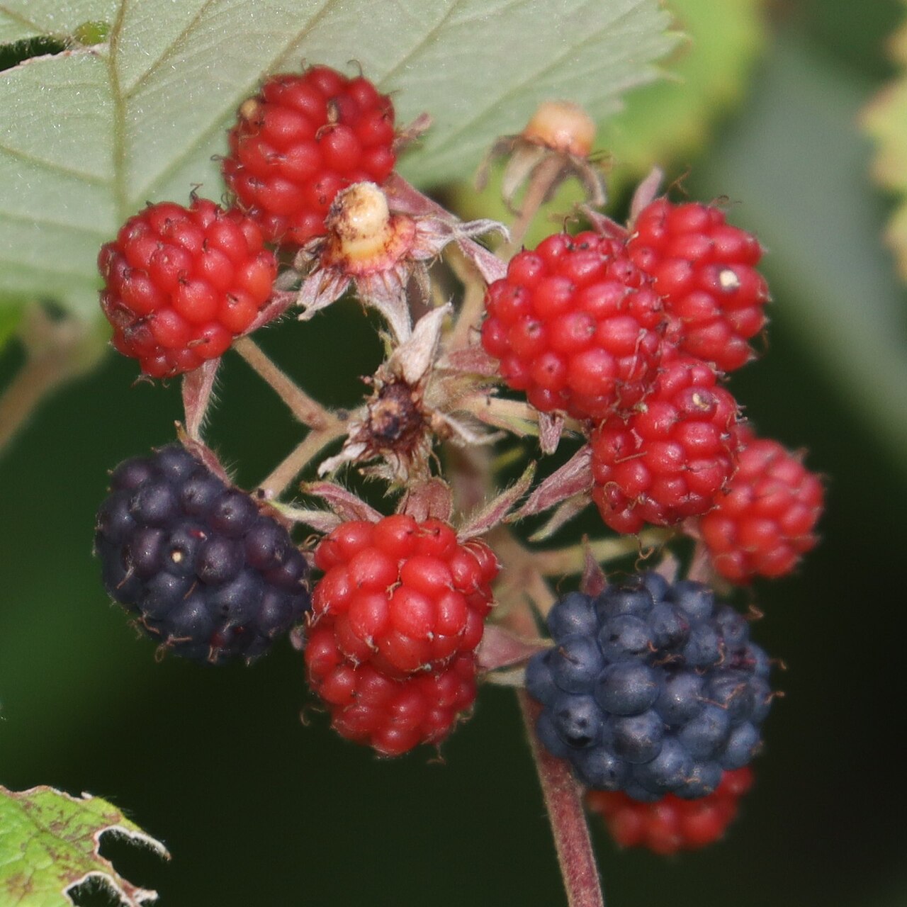 Tigerbeere – Rubus mesogaeus