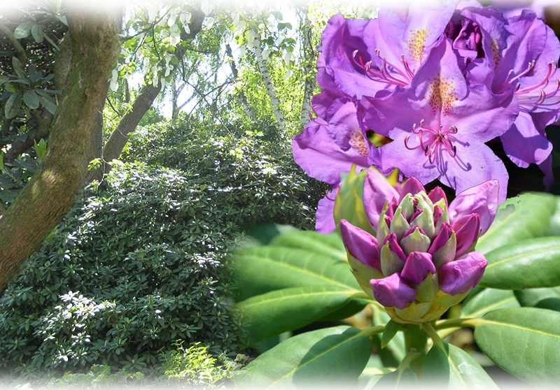 Pontischer Rhododendron – Rhododendron ponticum