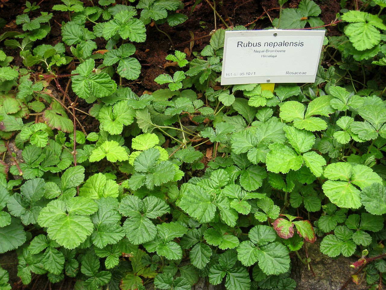 Kriechende Himbeere – Rubus nepalensis