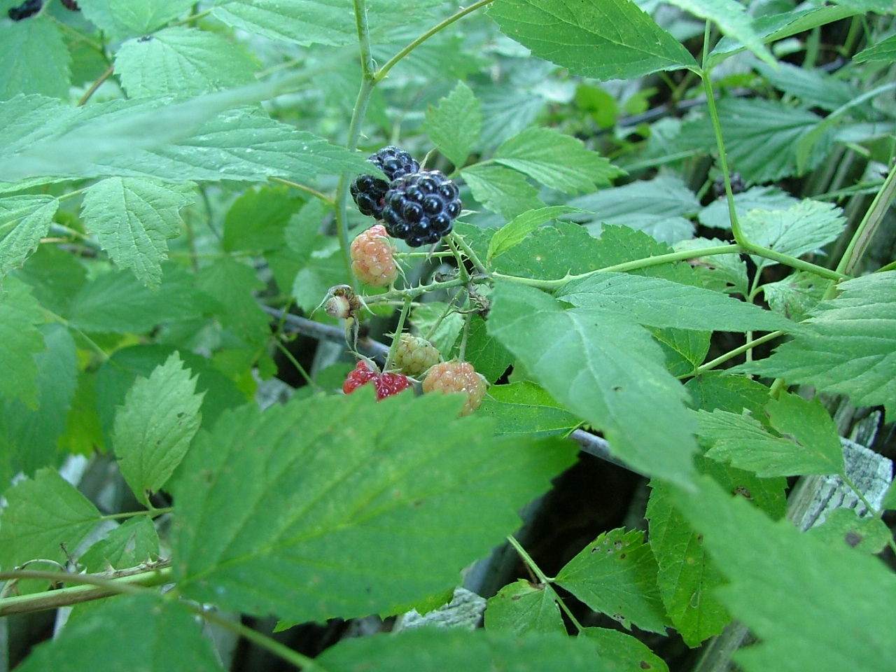 Schwarze Himbeere – Rubus occidentalis