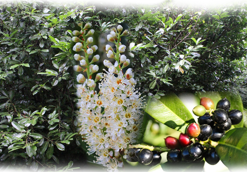 Kirschlorbeer – Prunus laurocerasus