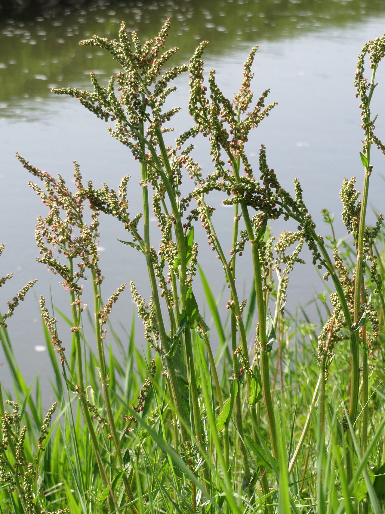 Common sorrel – Rumex acetosa