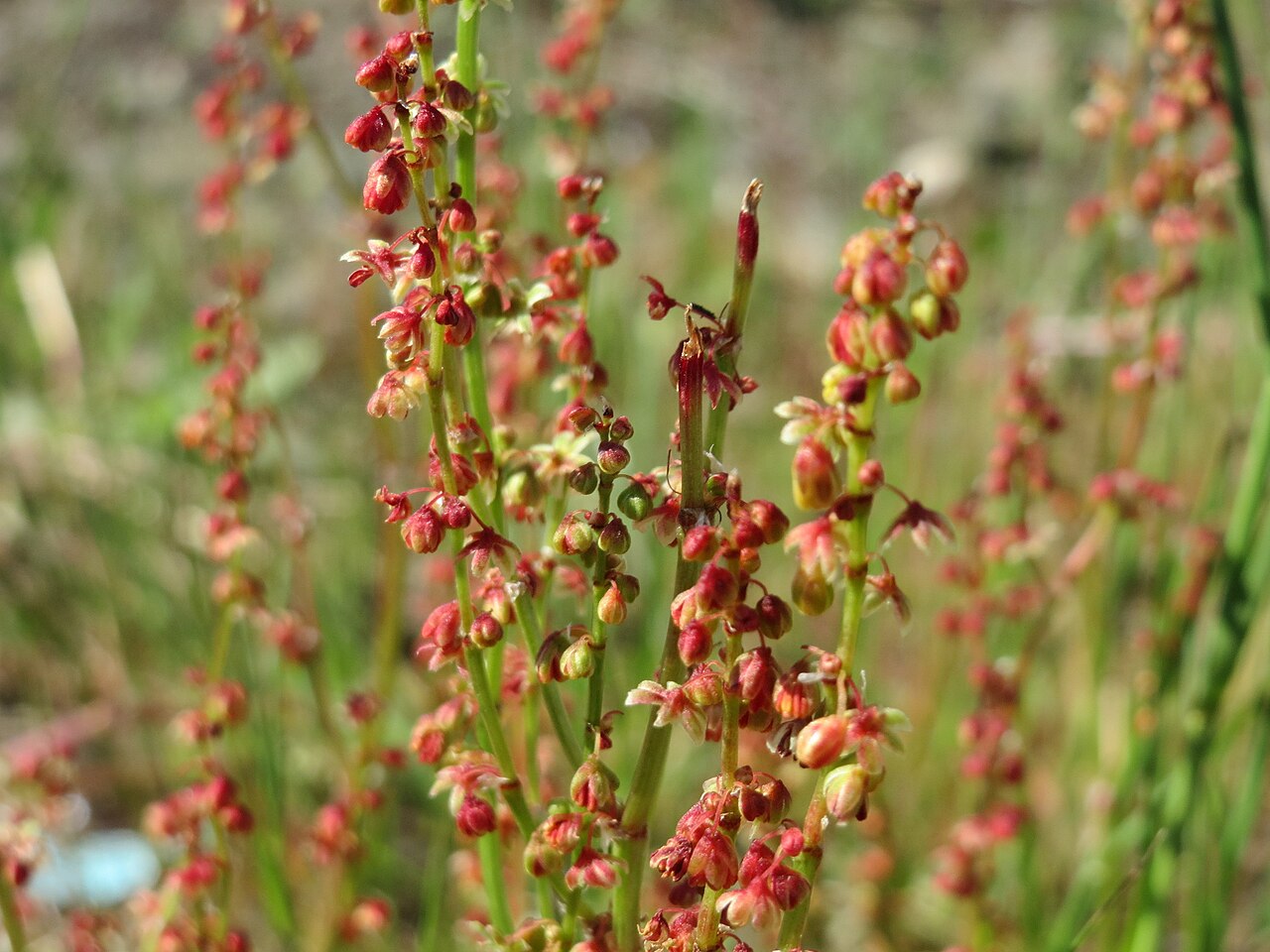 Sheep sorrel – Rumex acetosella