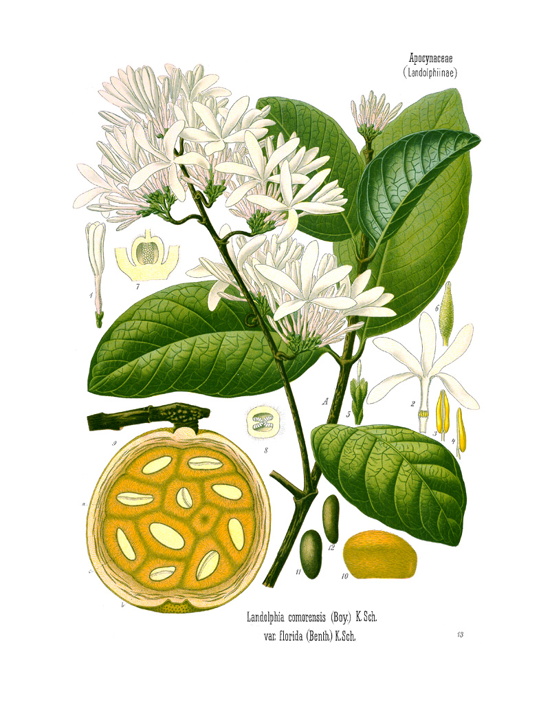 Mbungo – Saba comorensis