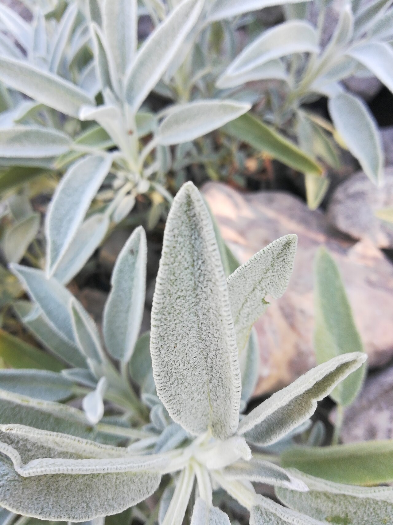 Echter Salbei – Salvia officinalis