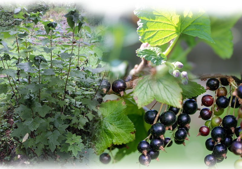 Schwarze Johannisbeere – Ribes nigrum