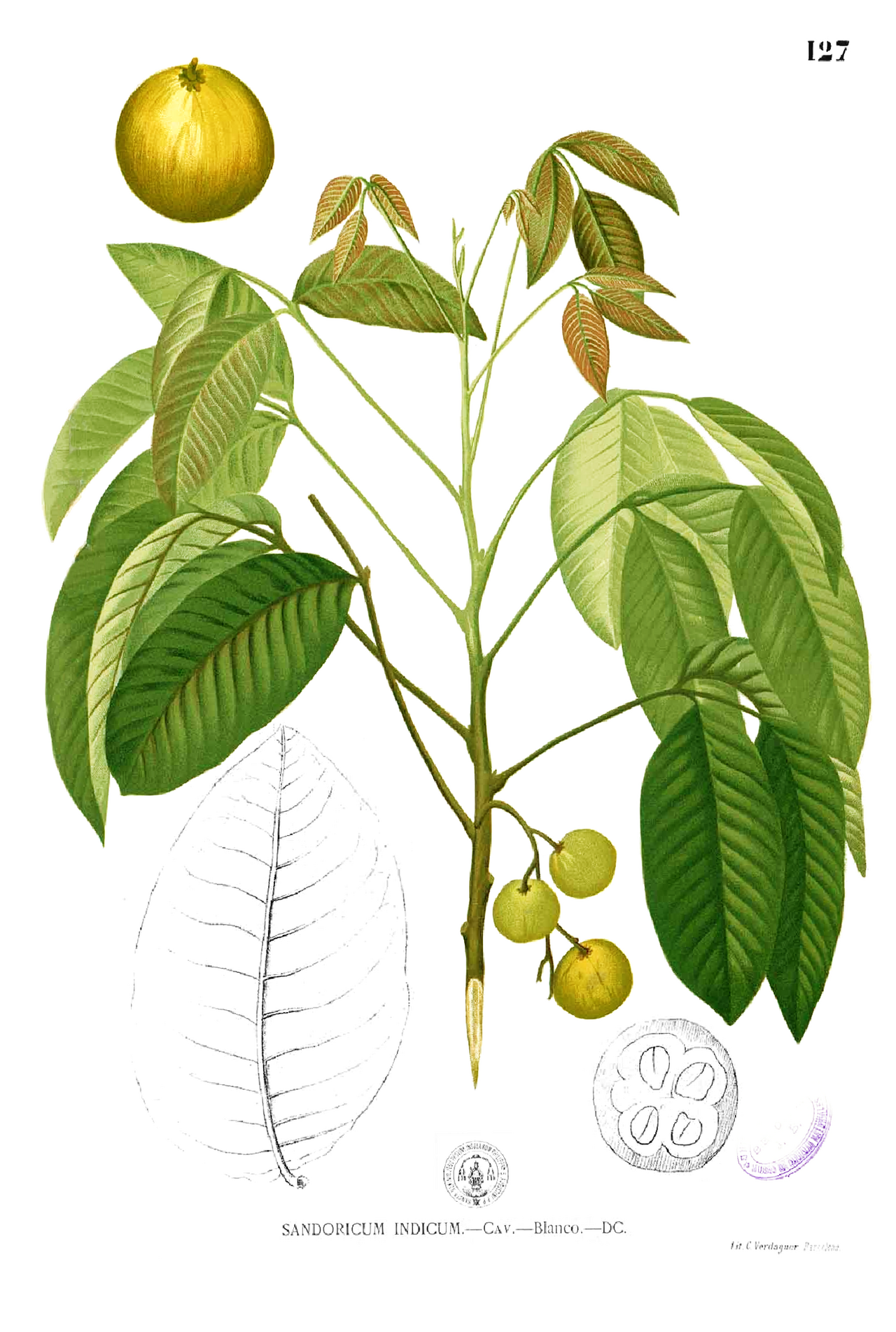 Santol – Sandoricum koetjape