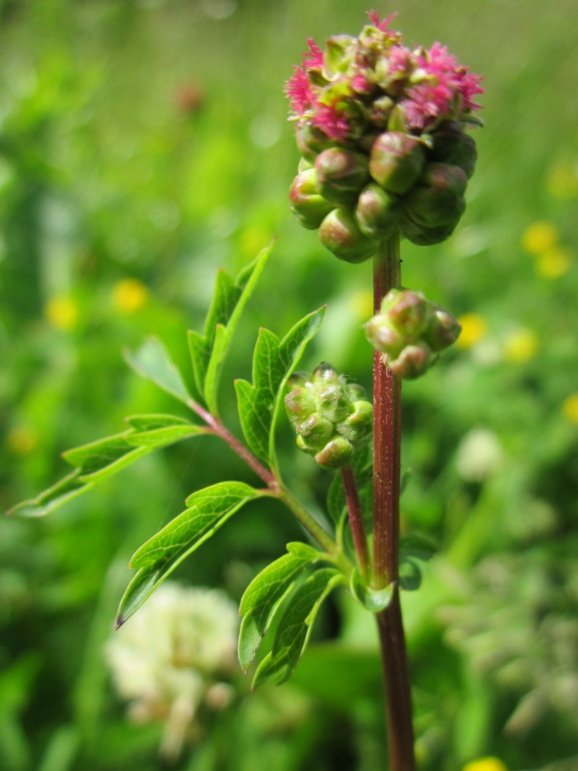 Kleiner Wiesenknopf – Sanguisorba minor