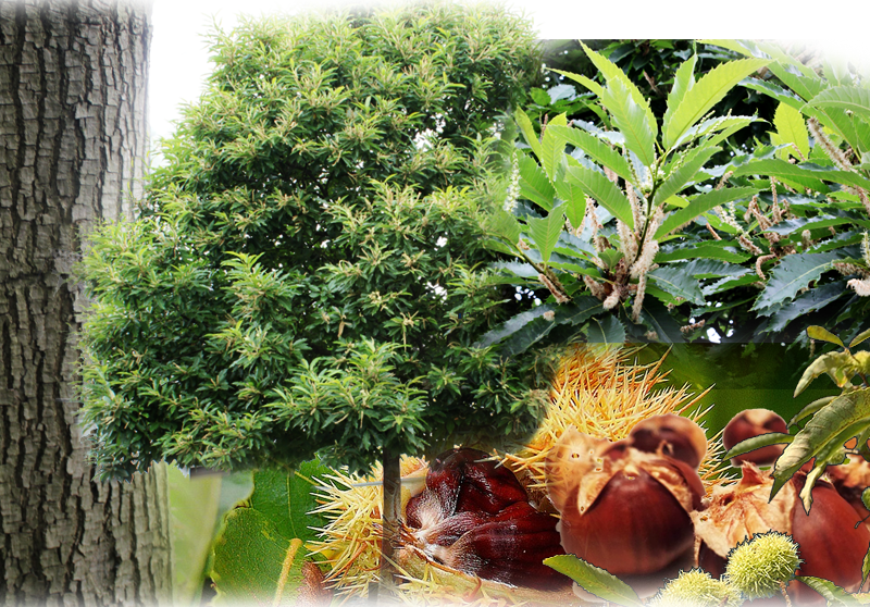 Sweet chestnut – Castanea sativa