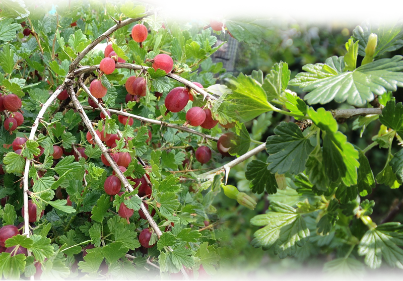 Gooseberry – Ribes uva-crispa