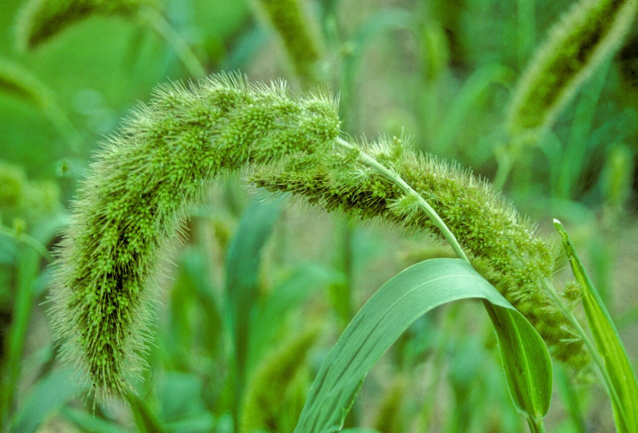 Kolbenhirse – Setaria italica