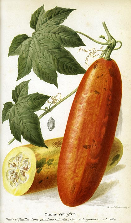 Cassabanana – Sicana odorifera