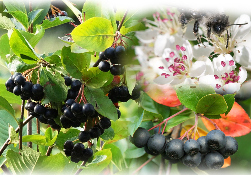 Black chokeberry – Aronia melanocarpa
