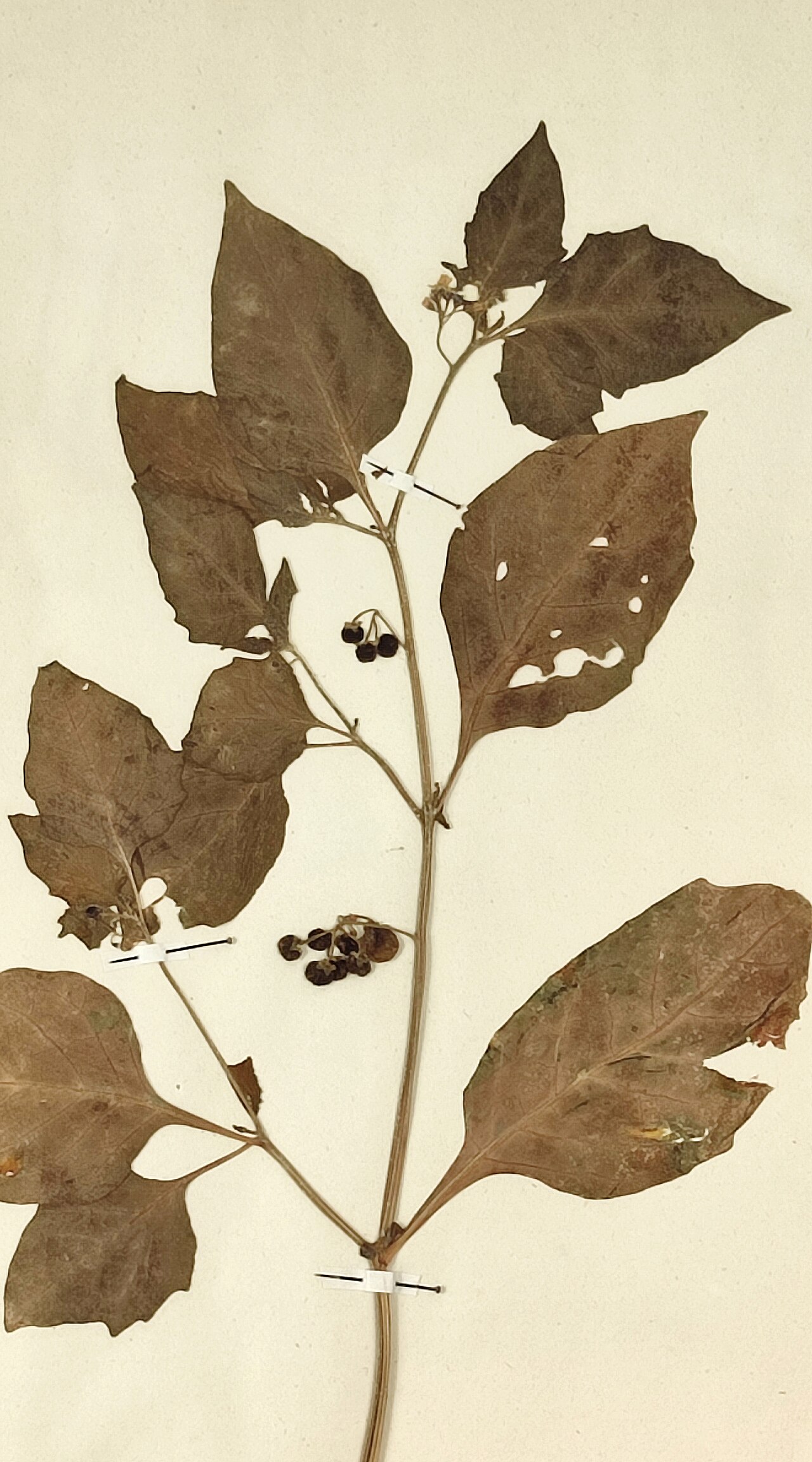 Black nightshade – Solanum nigrum