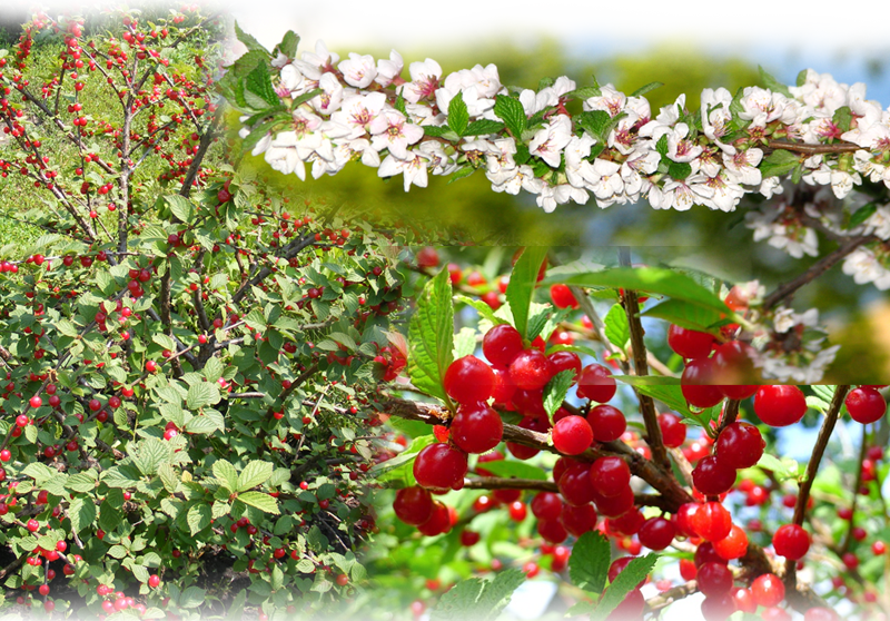 Nanking cherry – Prunus tomentosa