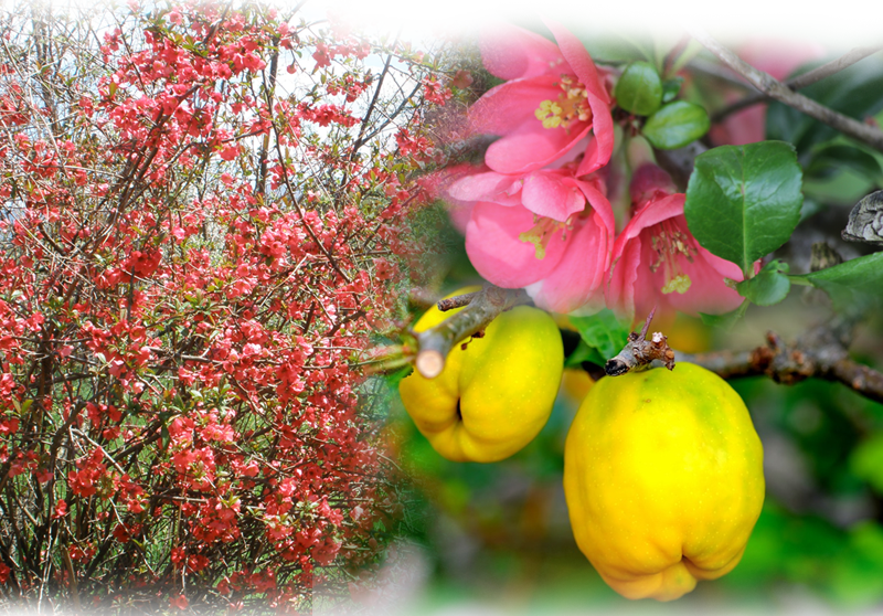Japanese flowering quince – Chaenomeles japonica