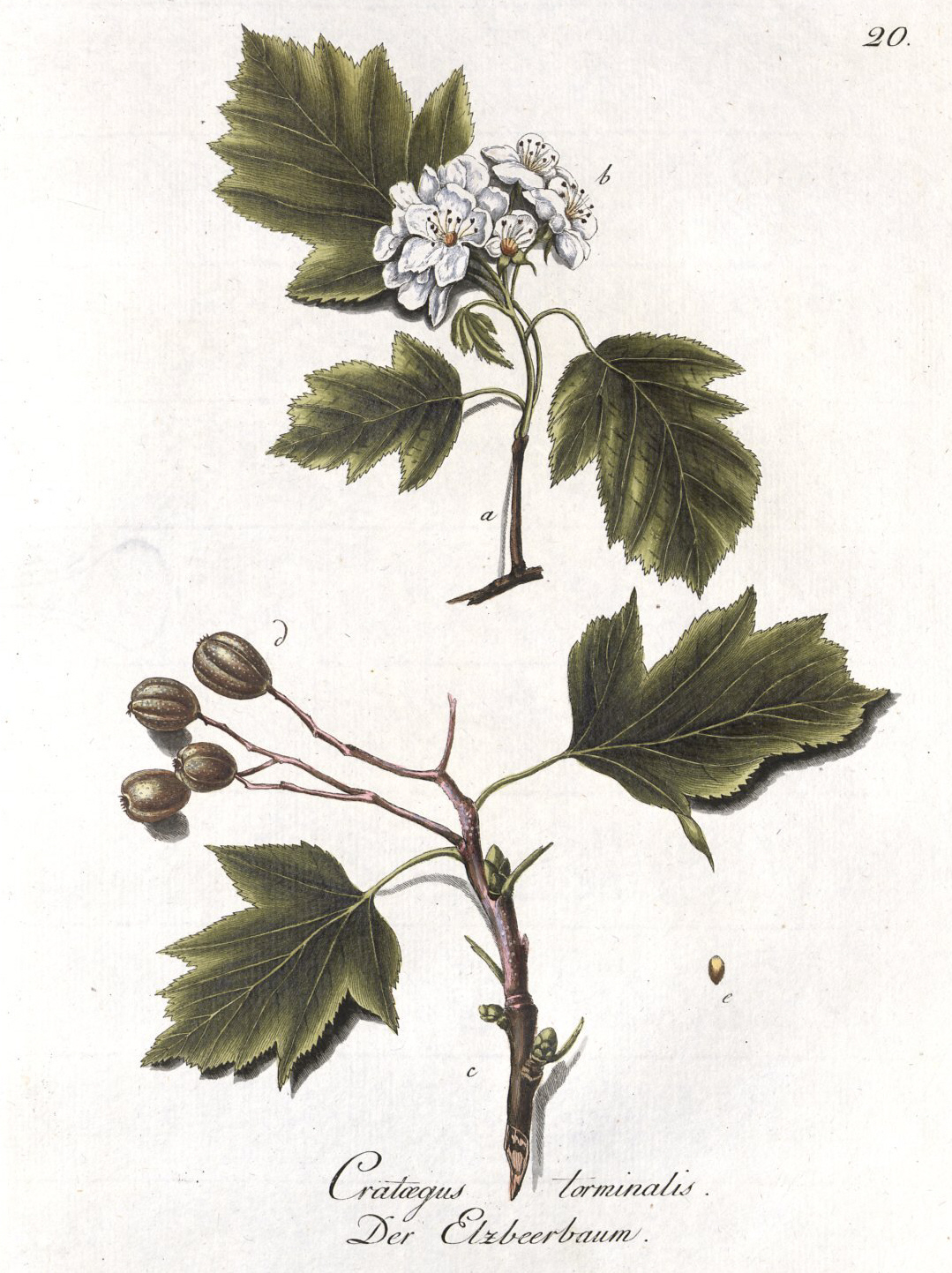 Wild service tree – Sorbus torminalis