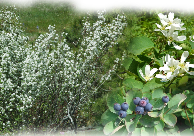 Erlenblättrige Felsenbirne – Amelanchier alnifolia