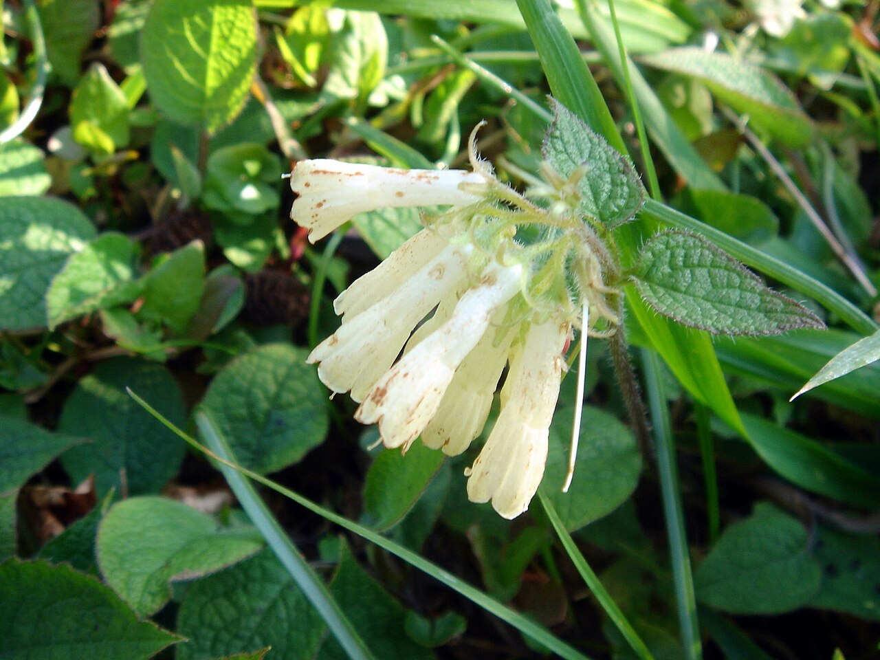 Iberian comfrey – Symphytum ibericum