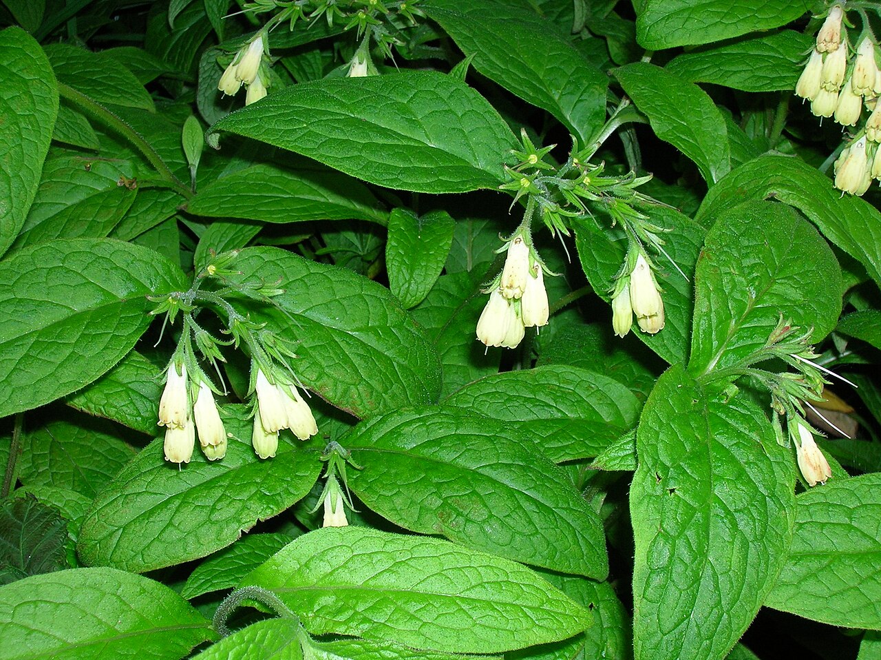 Tuberous comfrey – Symphytum tuberosum