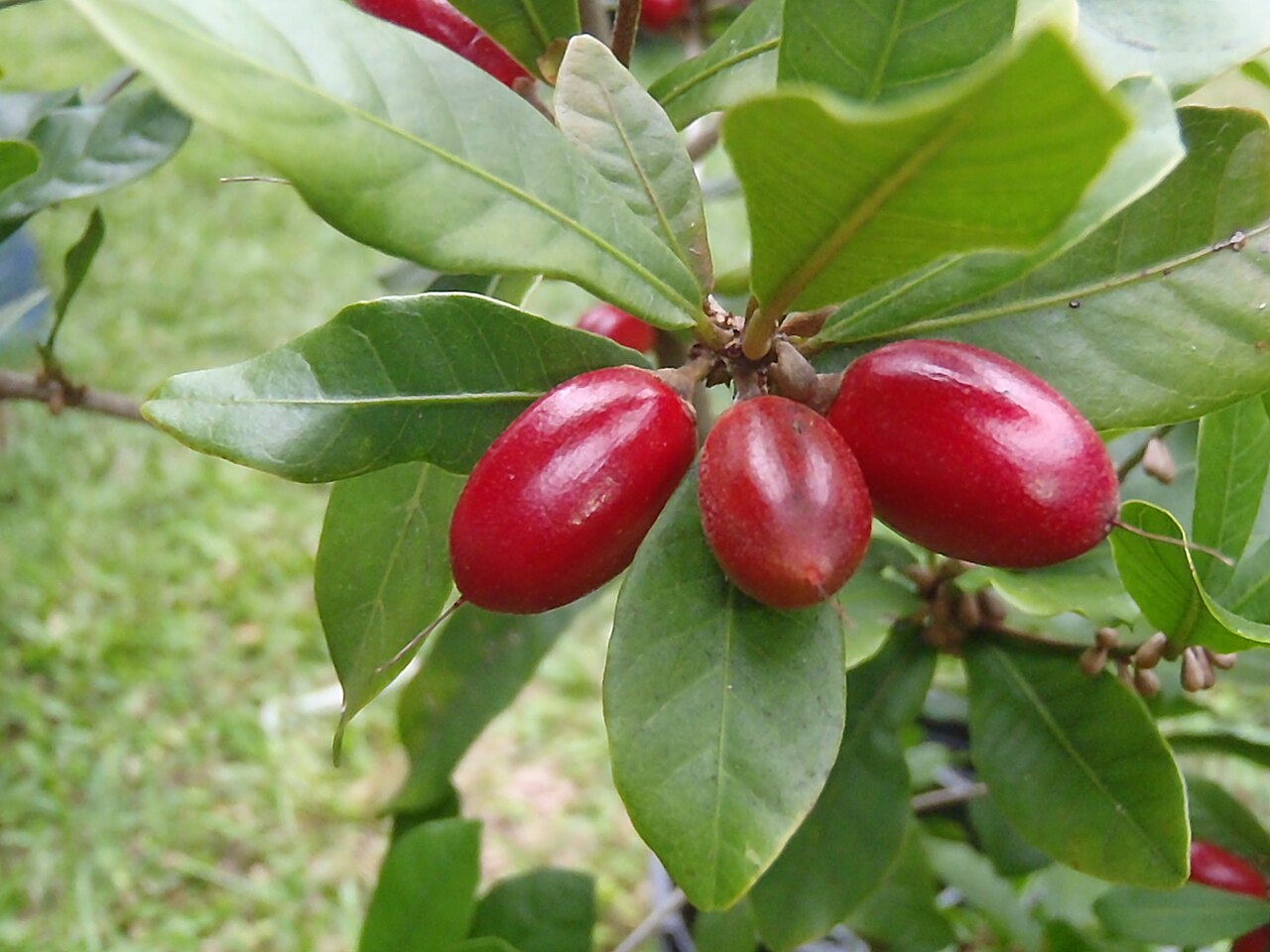 Miracle berry – Synsepalum dulcificum