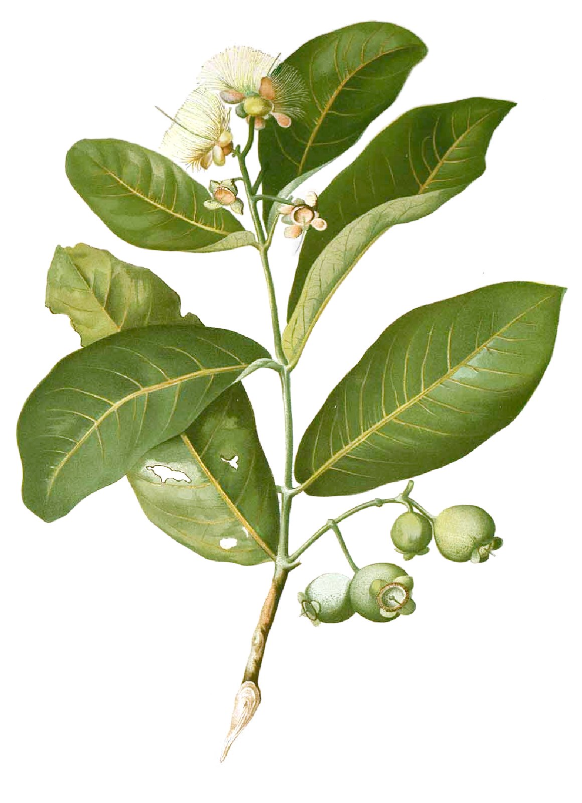 Wasserapfel – Syzygium aqueum