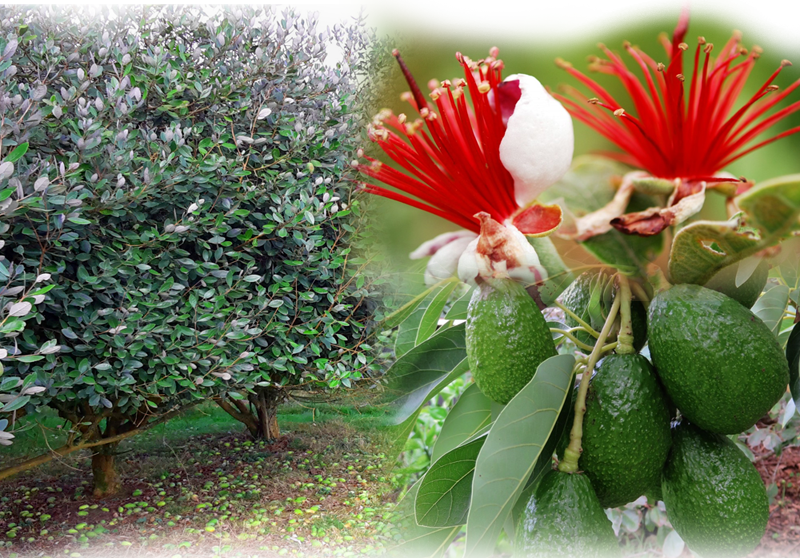 Feijoa – Acca sellowiana
