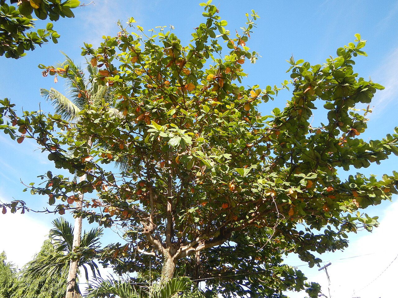 Indian almond – Terminalia catappa